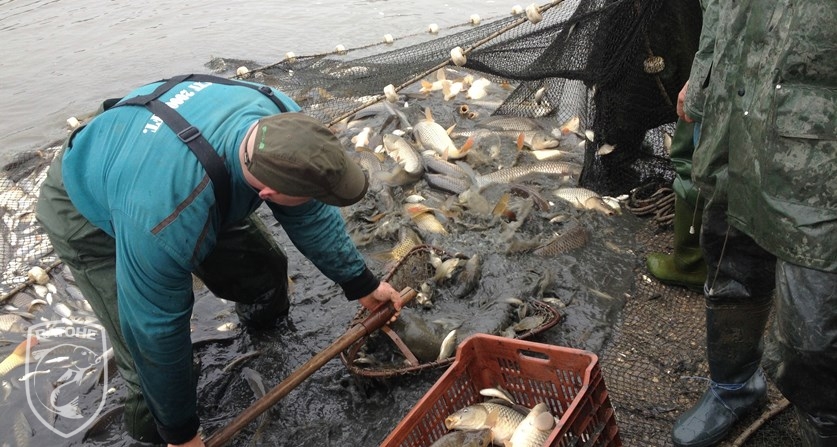 Ettől várhatják a horgászok, hogy sokkal több hal lesz a vizekben