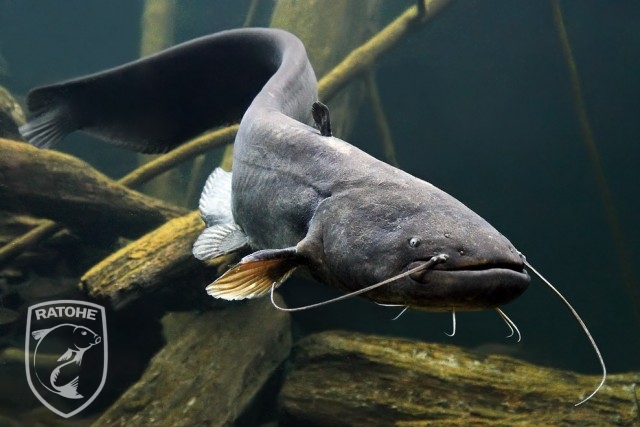 A Rakaca-völgyi víztározó állatvilága-halak,hüllők,kétéltűek